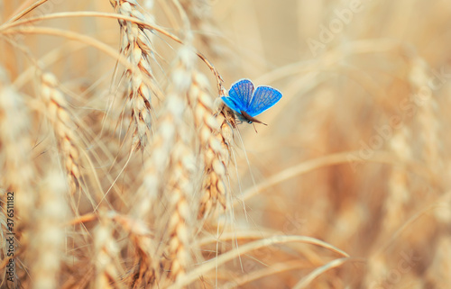 natural background with a small blue butterfly sitting on ripe Golden wheat e...