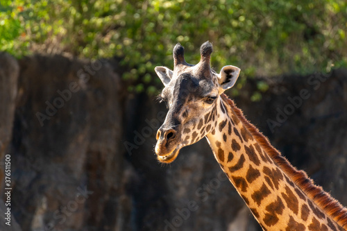 Fototapeta Naklejka Na Ścianę i Meble -  Girafe Looking towards the Camera With Evening Light