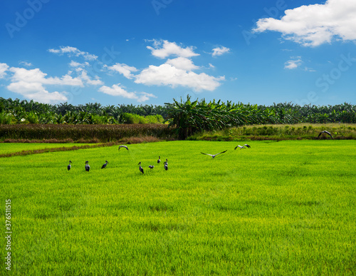 Rice field, Agriculture, paddy, with white cloud