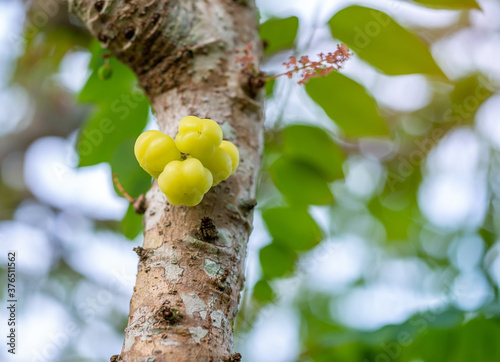 Star gooseberry, Phyllanthus (Phyllanthus acidus) photo