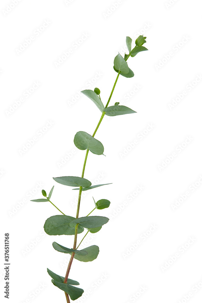 eucalyptus plant isolated on white