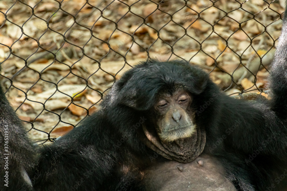 Large Gorilla Sitting by Chain Fense in a Daytime Large Gorilla Sitting by Chain Fense in a Daytime