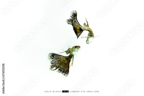 tropical gold guppy on white background