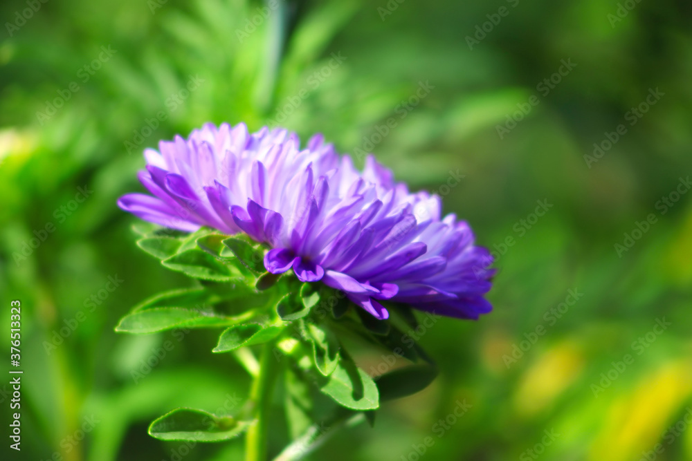Violet aster flower is blooming in the garden
