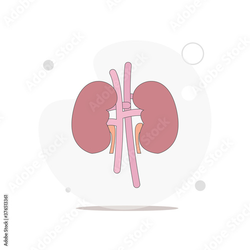 Kidneys vector flat illustration on white