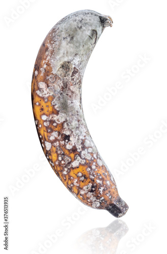 Rootten banana isolated on white background photo