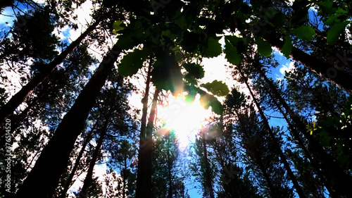 sun through trees