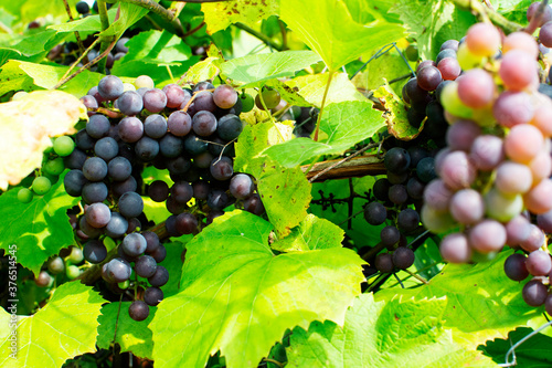 Grapes in vineyard, Isabella wine grapes.