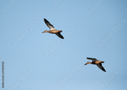 Northern Shovelers flying above Buhair lake, Bahrian © Dr Ajay Kumar Singh