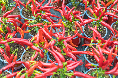 Red hot chili peppers in clay seedling pots. Lots of small fresh hot peppers, top view. Texture effect, selective focus. © Viktor Fedorenko