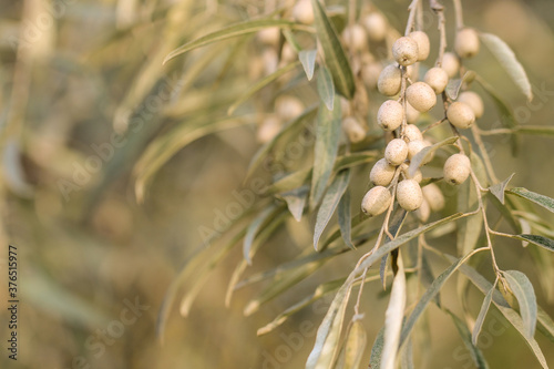 The floral background with Elaeagnus commutata branch. The autumn mood.