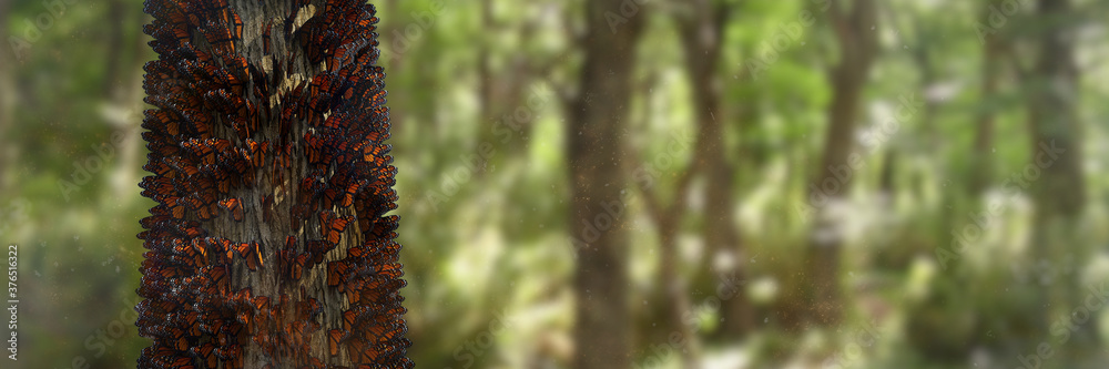 swarm of monarch butterflies on tree trunks, migrating Danaus plexippus group swarm of monarch butterflies on tree trunks, migrating Danaus plexippus group