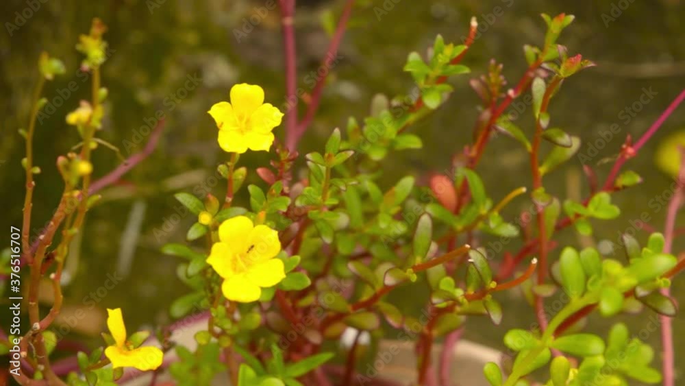 Small yellow spring flowers blowing in the wind in soft sunlight in a sunny day on a Roof top garden against mossy roof wall. Natural floral spring blurry bokeh background. Small yellow spring flowers blowing in the wind in soft sunlight in a sunny day on a Roof top garden against mossy roof wall. Natural floral spring blurry bokeh background.