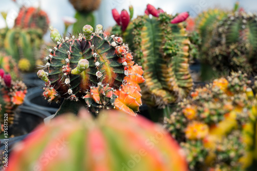 Close up colorful cactus plants in the pot.Gymnocalycuim type.Desert plant in the pots at the green house. photo