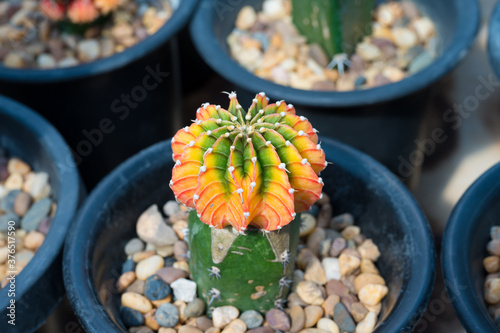 Close up colorful cactus plants in the pot.Gymnocalycuim and LB2178 type.Desert plant in the pots at the green house. photo