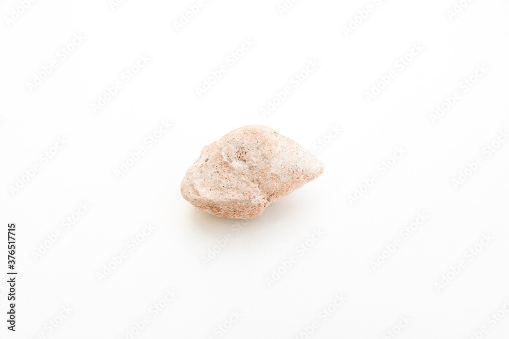 studio photo of mollusca gastropoda fossil studio photo of mollusca gastropoda fossil