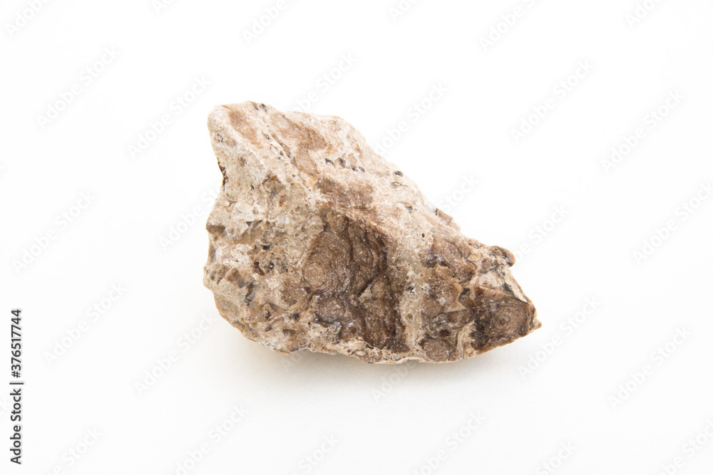 studio photo of cyanophyta fossil studio photo of cyanophyta fossil