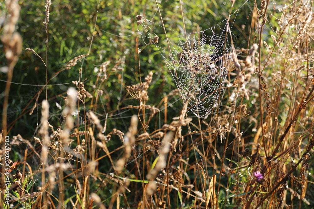 Spider web on the grass in the sun on a summer morning Spider web on the grass in the sun on a summer morning