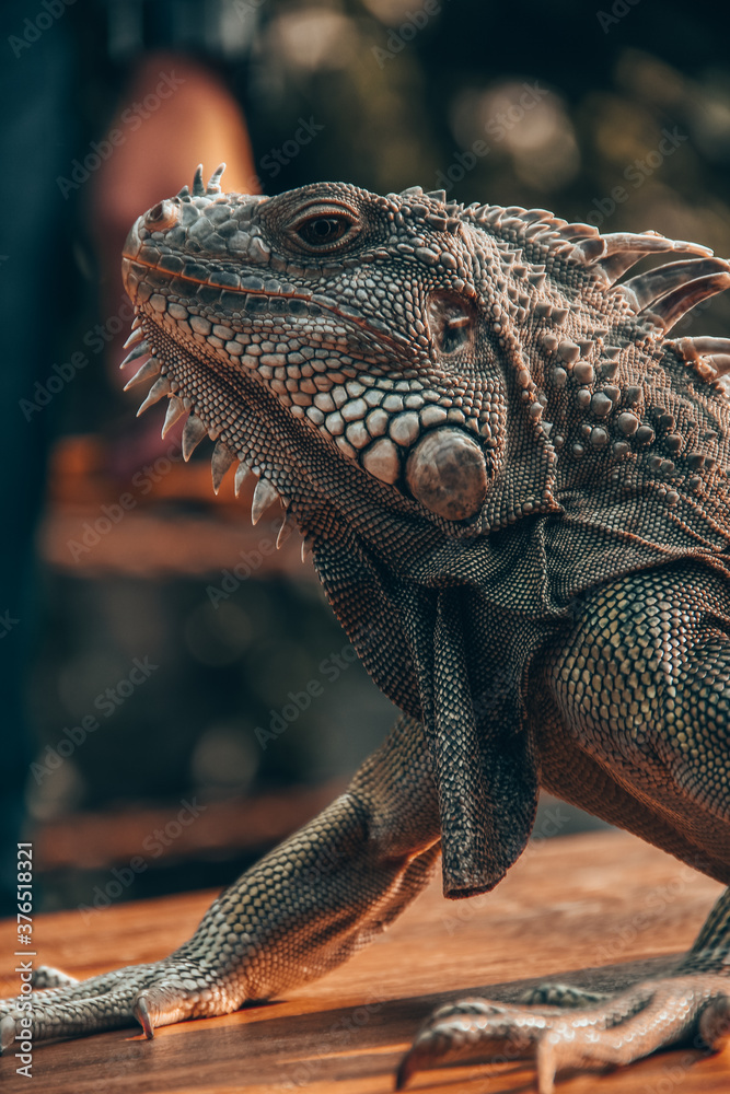 Obraz premium close up of a iguana