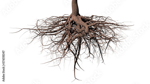 tree roots on white background photo
