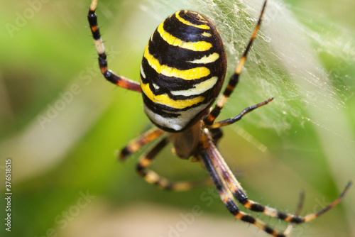 female wasp spider in macro