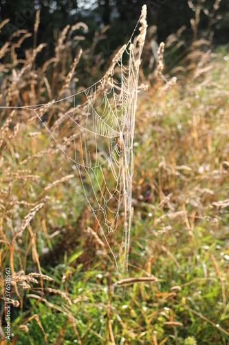 Spider web on the grass in the sun on a summer morning