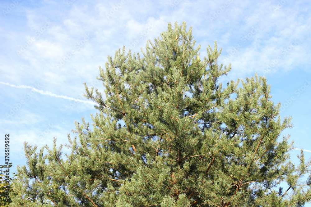Pine branches against the summer sky Pine branches against the summer sky