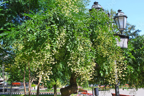Blooming acacia tree in Odesa  Ukraine