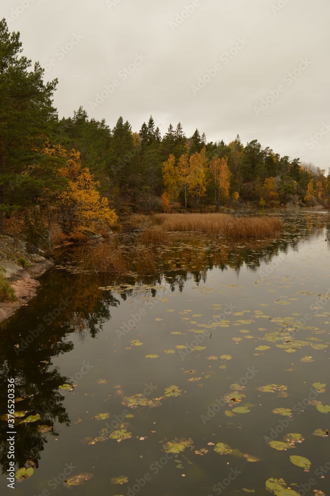 Beautiful yellow, orange and red autumn colors during fall in Sweden