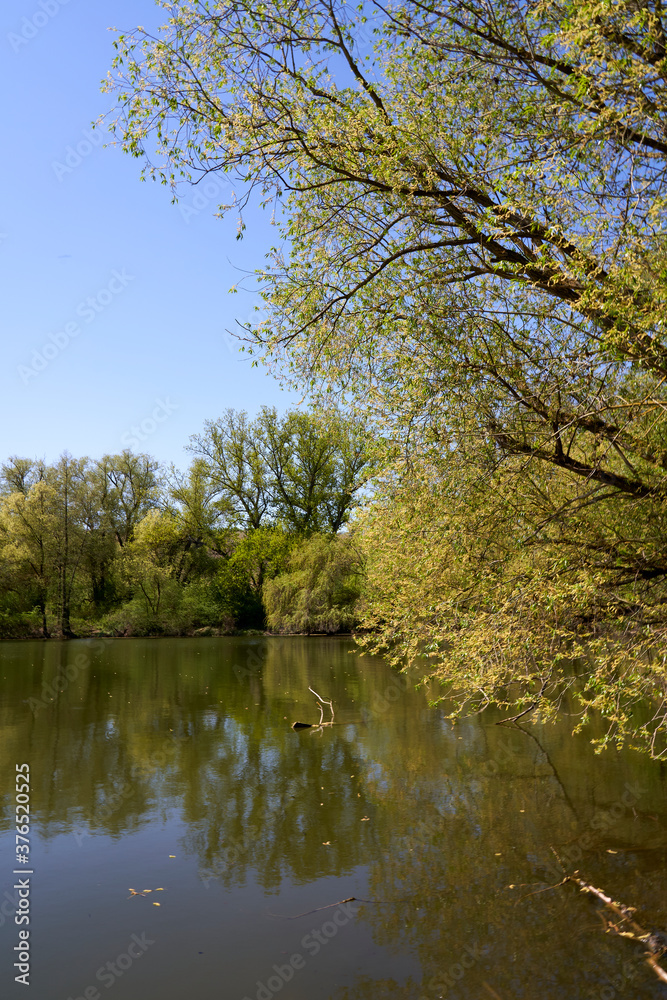 Landschaft in der Nordheimer Au an der Weininsel, Weinort Nordheim am Main, Unterfanken, Franken, Bayern, Deutschland Landschaft in der Nordheimer Au an der Weininsel, Weinort Nordheim am Main, Unterfanken, Franken, Bayern, Deutschland