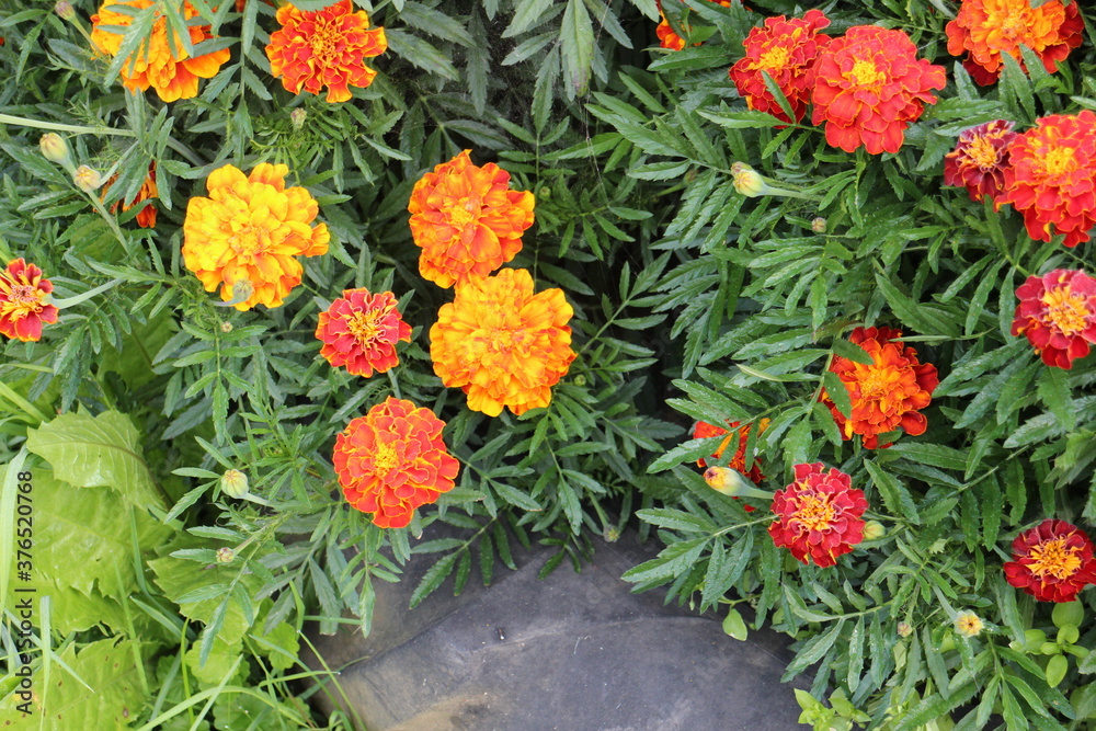 Red-orange flowers in a flowerbed in summer