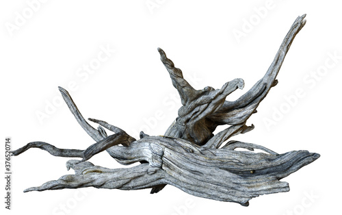 driftwood isolated on white background, dry branches photo