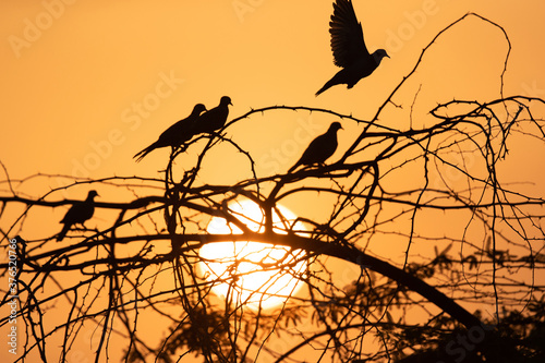 Collard Doves in the morning hours on tree at sunrise  Bahrain