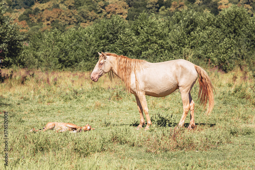 A light horse with a red mane stands next to its foal, lying on the grass. Free grazing