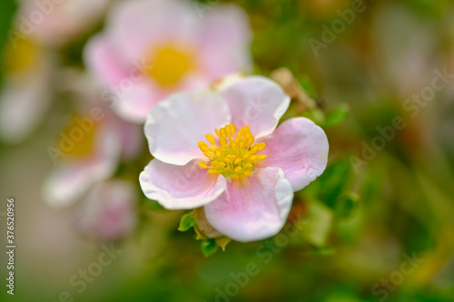 Flowers pink cinquefoil in the summer sunlight in the garden.