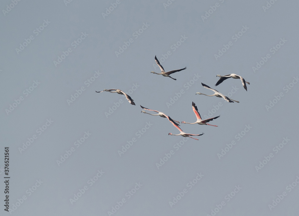 Greater Flamingos in flight at Tubli bay, Bahrain Greater Flamingos in flight at Tubli bay, Bahrain