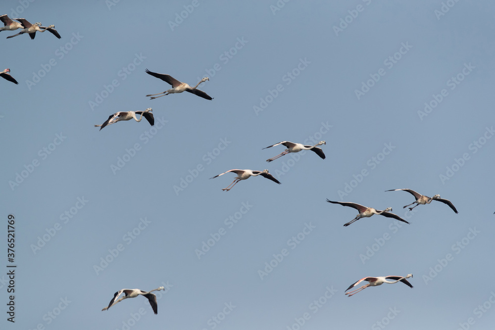 Greater Flamingos in flight at Tubli bay, Bahrain Greater Flamingos in flight at Tubli bay, Bahrain