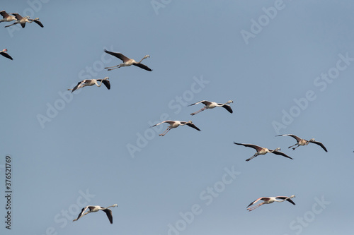 Greater Flamingos in flight at Tubli bay, Bahrain