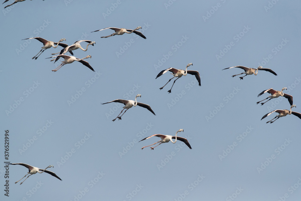 Greater Flamingos in flight at Tubli bay, Bahrain Greater Flamingos in flight at Tubli bay, Bahrain