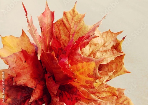red maple leaf