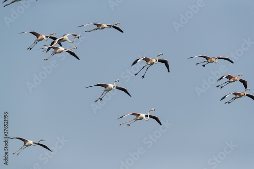 Greater Flamingos in flight at Tubli bay, Bahrain