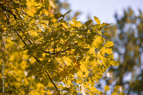 background of yellow autumn oak leaves, selective focus