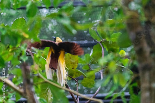 Greater Bird of Paradise about to fly away showing its full wingspan from back photograph.