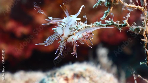 nudibranch flabellina nudi branch nudybranch  underwater slug ocean scenery photo