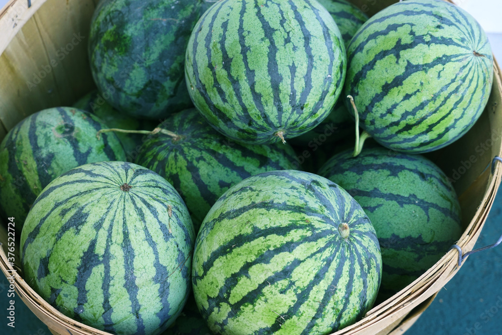 watermelon in container in farm harvest season