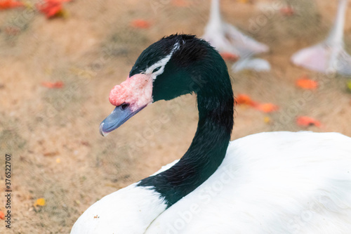 Black Necked Swan Sleepy mode Close up photograph