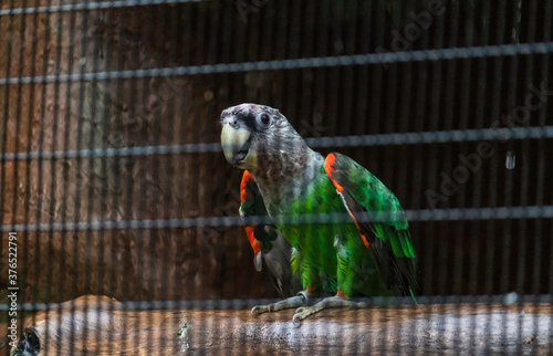 Senegal parrot silver neck looking curious photo