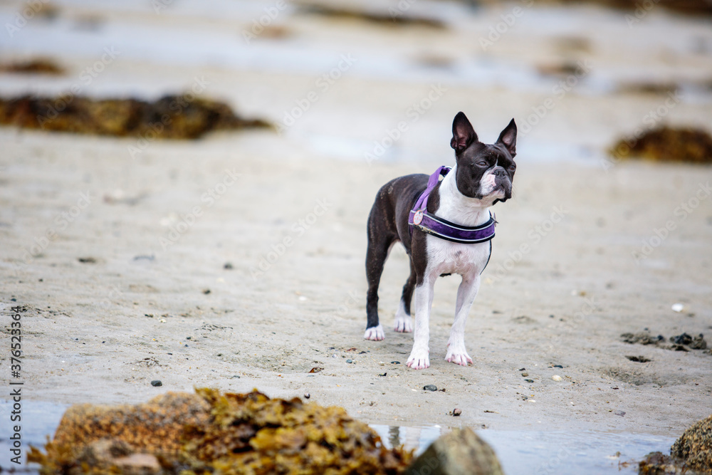 Boy and Boston Terrier on Vacation in Brittany France Boy and Boston Terrier on Vacation in Brittany France