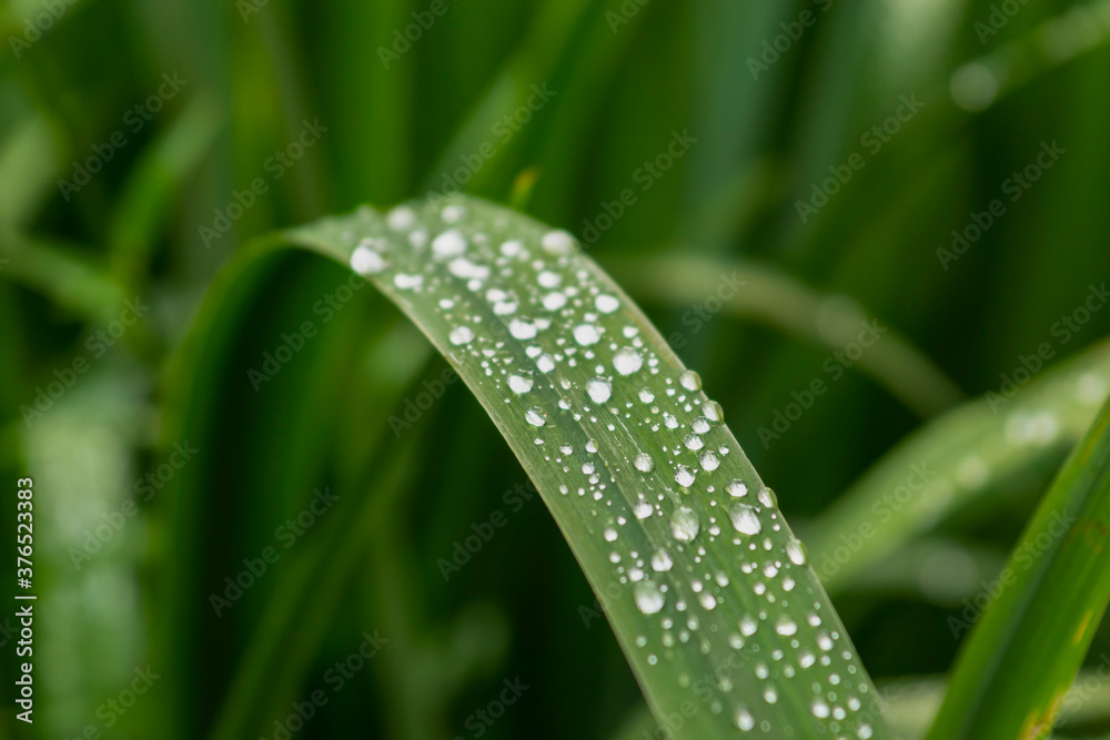 Raindrops on green long leaves. Water drops on green leaves.