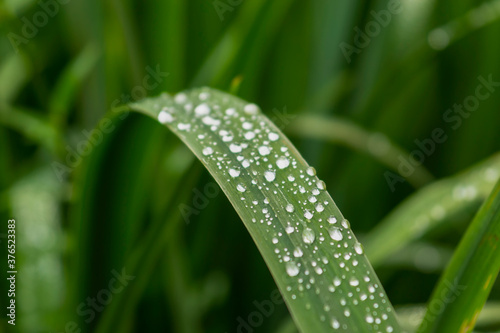 Obraz na płótnie Raindrops on green long leaves. Water drops on green leaves. w salonie